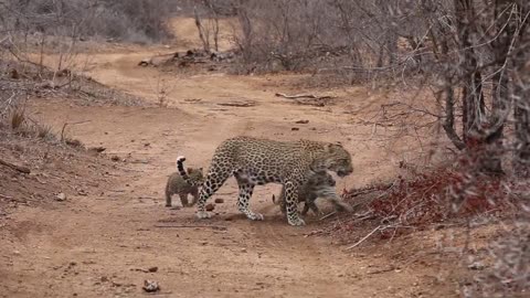 pups with mother