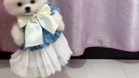 Dog dancing with her new dress