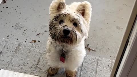 May I come in mom? So funny puppy