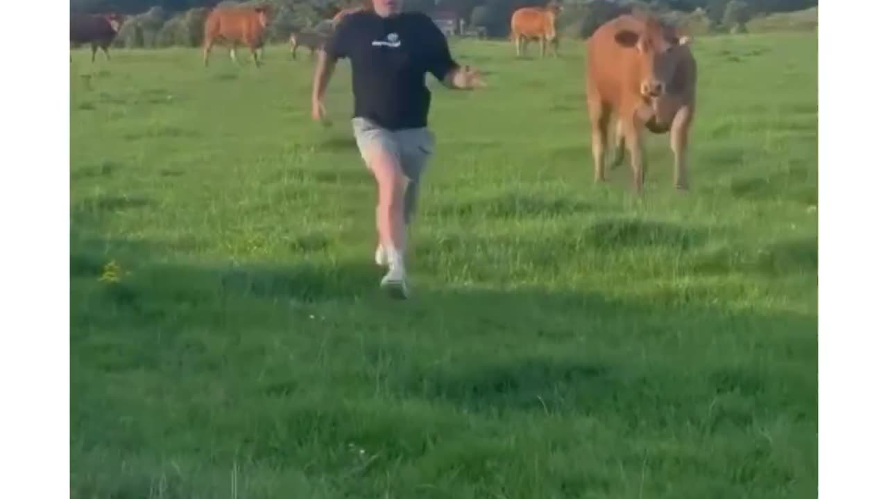 😭guy gets chased by cow😭