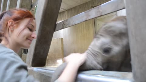 playful young elephant