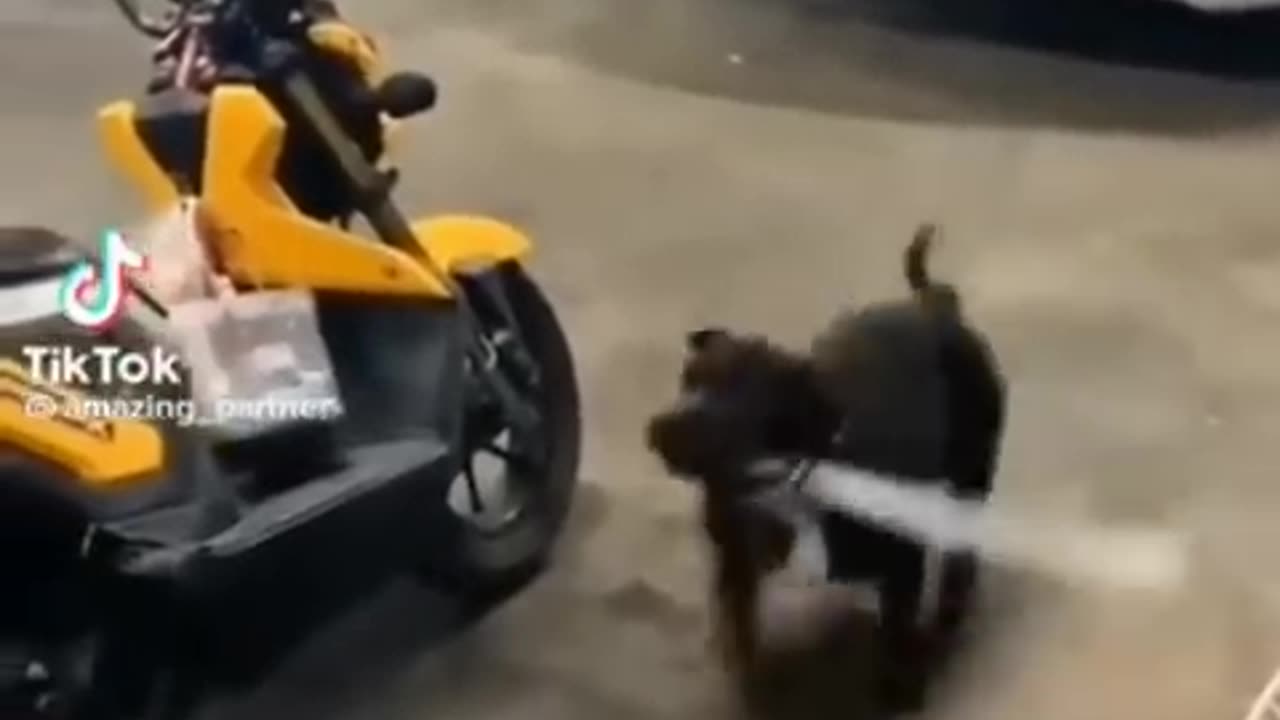 Cute Funny Animal Video