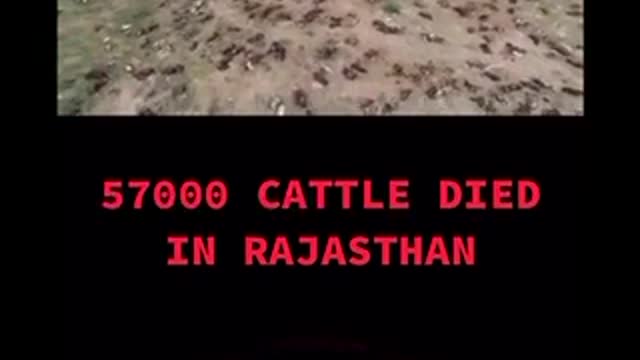 57,000 Cattle Dead - 5G Surges