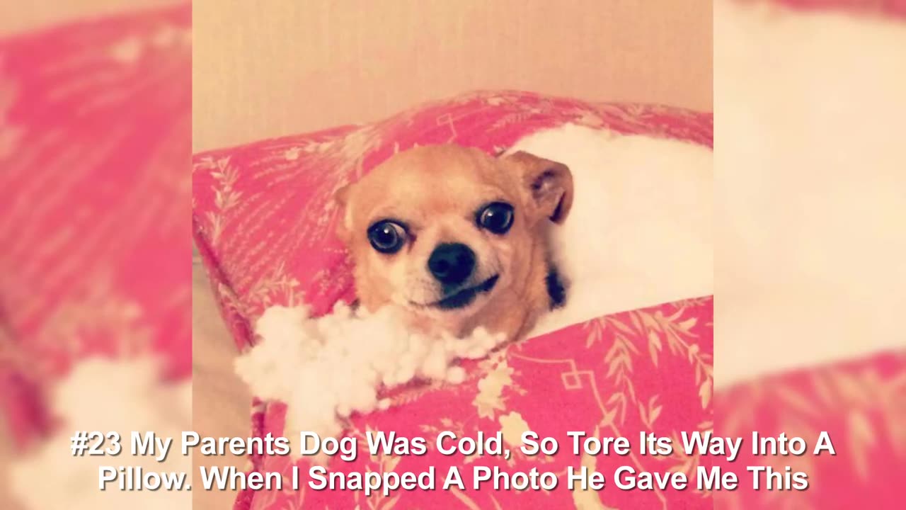 The Funniest Pics Prove Dogs Can Be A__holes, Too