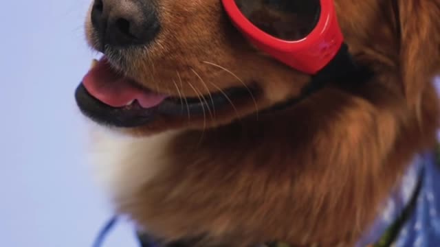 Funny cute dogs