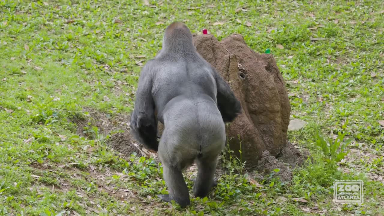 Gorilla Egg Hunts at Zoo Atlanta (1)