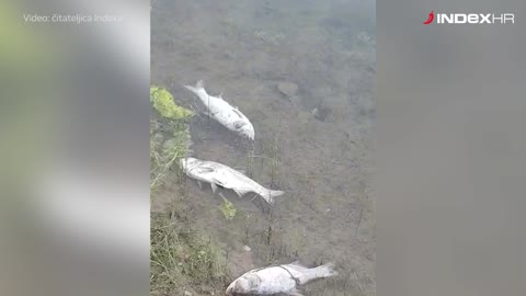 Mrtve ribe plutaju Jarunom