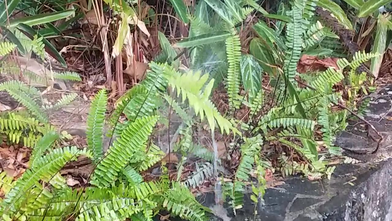 16.11.2023 Failing Sprinklers, Kuranda