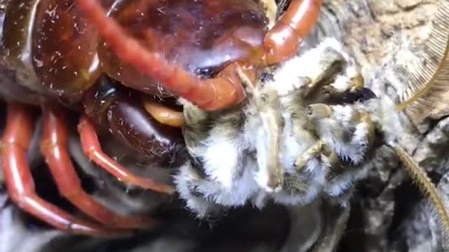 GIANT CENTIPEDE EATS MOTH