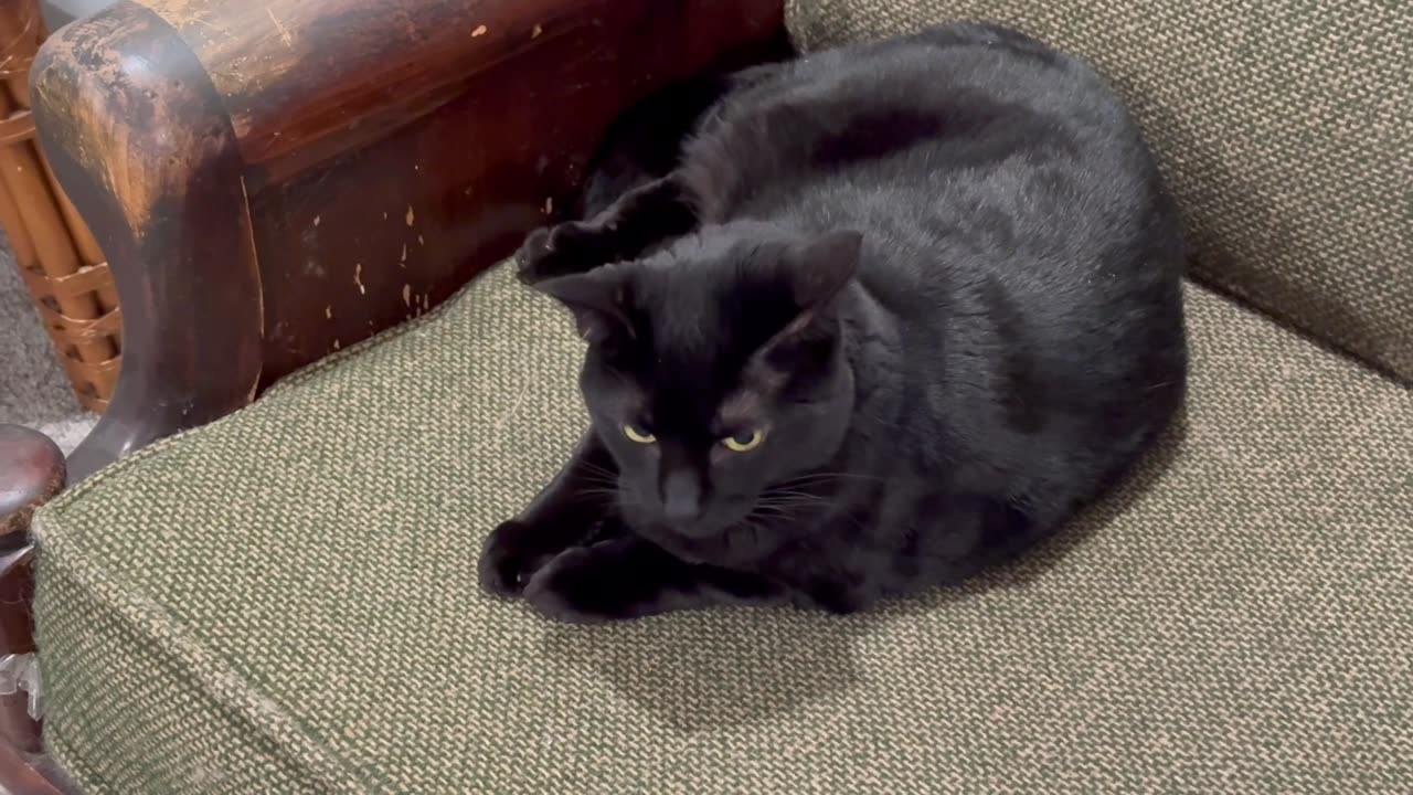 Adopting a Cat from a Shelter Vlog - Cute Precious Piper Finds a New Place to Nap