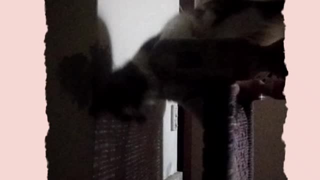 Funny Cat Video. Climbing cat 2022