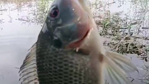 This is a beautiful and charming water-dwelling species