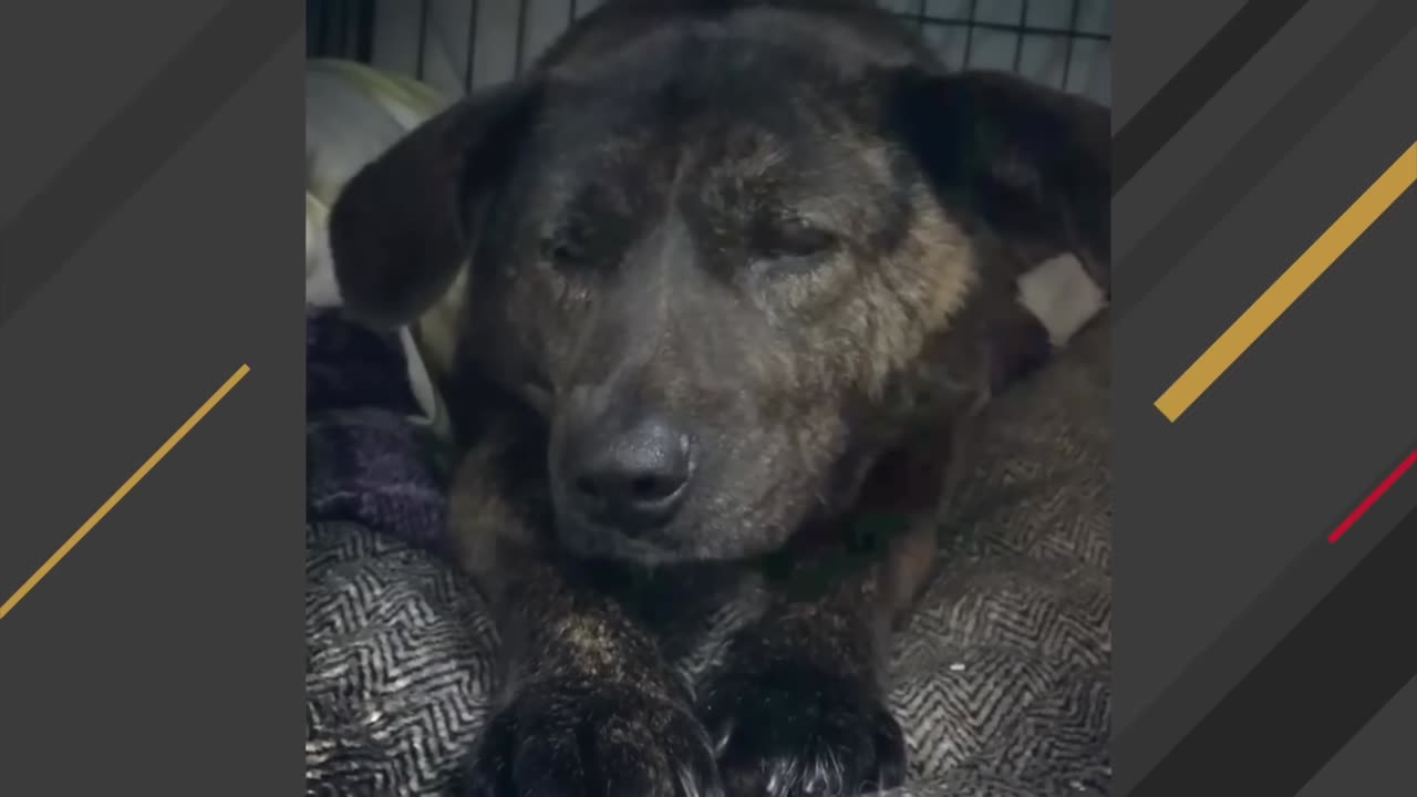 Dog living in cage has incredible response when she steps on grass