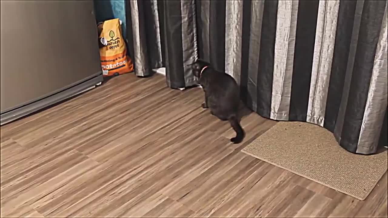 Chinchilla vs Cat