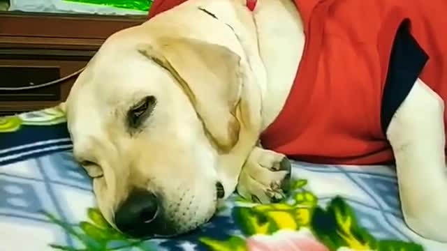 Coco be like ; don't disturb me😂🐶funny dog videos #shorts #dogs #labradors #funny #trending #coco