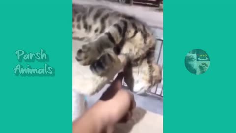 Funny vidéos animals 2