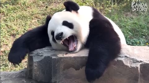 Funny panda