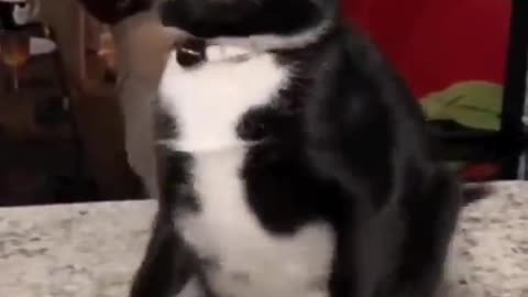 I love Animals