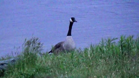 Canada Geese Family