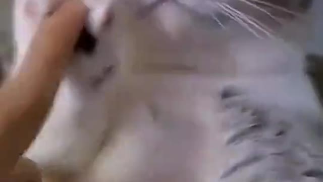 These little pets are really funny