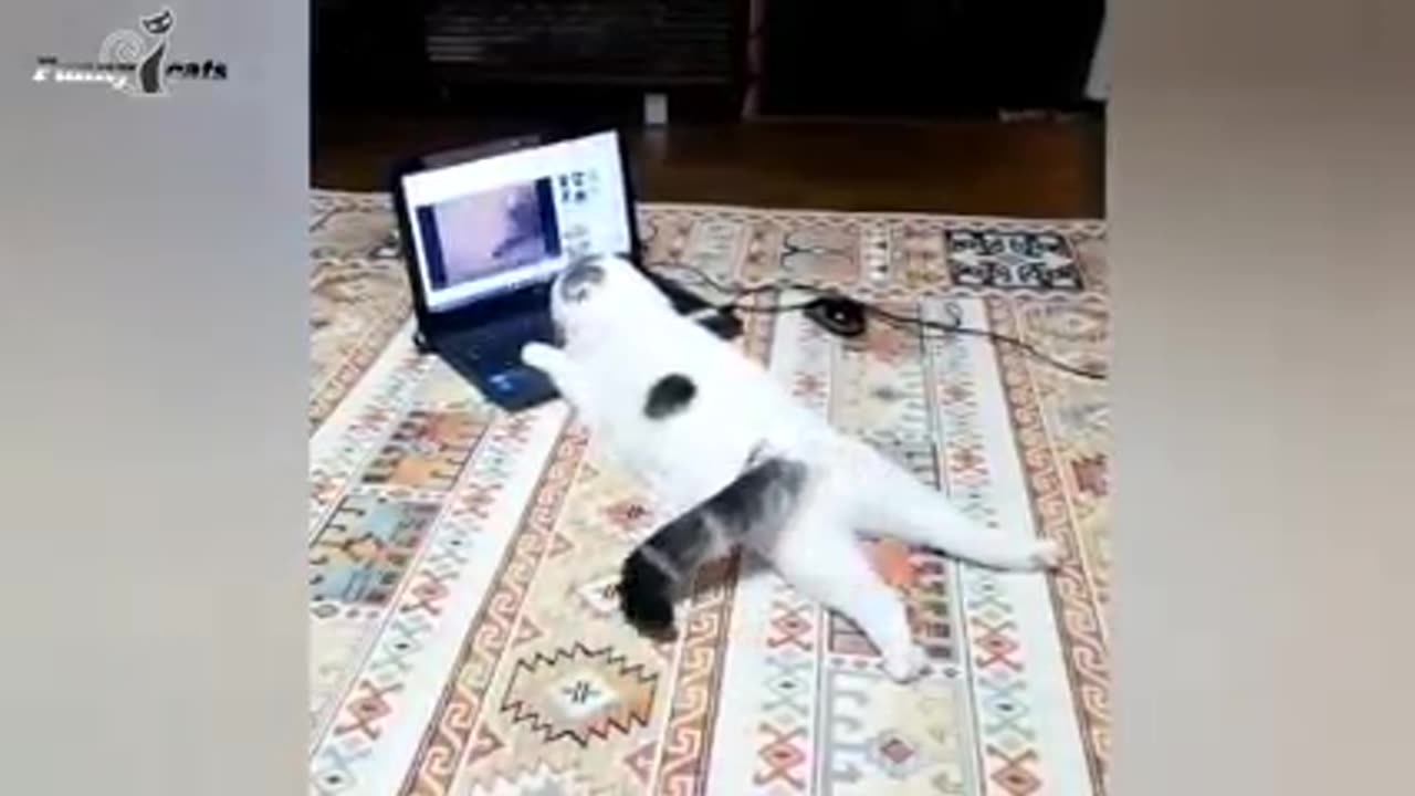 Funny cat video