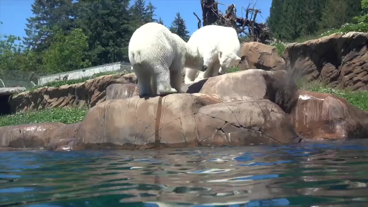 Happy Bearthday to Polar Bear Sisters Nora And Amelia Gray!lovely