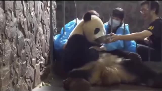 Humans steal panda cubs