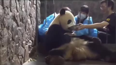 Humans steal panda cubs