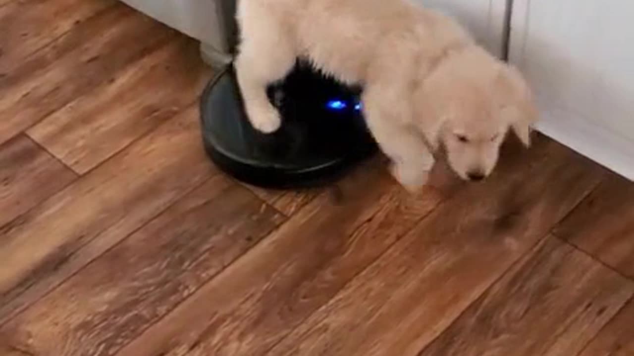 😭😭Naughty puppy gets on Vacuum Cleaner😭😭