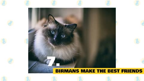 Birman Cat fun facts