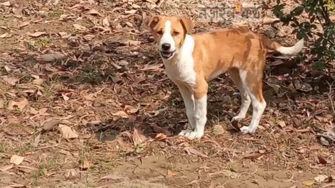 Funny Dog Moving garden #dog #dogsvideo