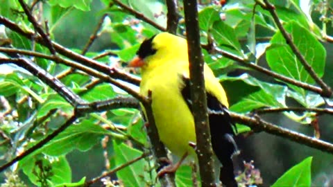 Goldfinch