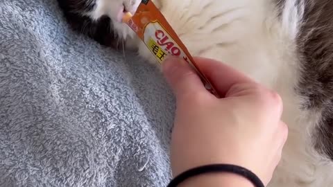 "Meowing snack in bed"