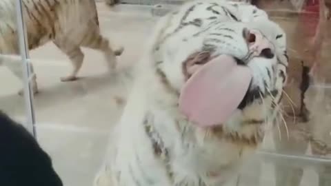 Best Funny Animal