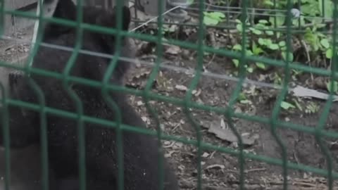 Family Has Been Rescuing Orphaned Bear Cubs For Over 30 Years | The Dodo