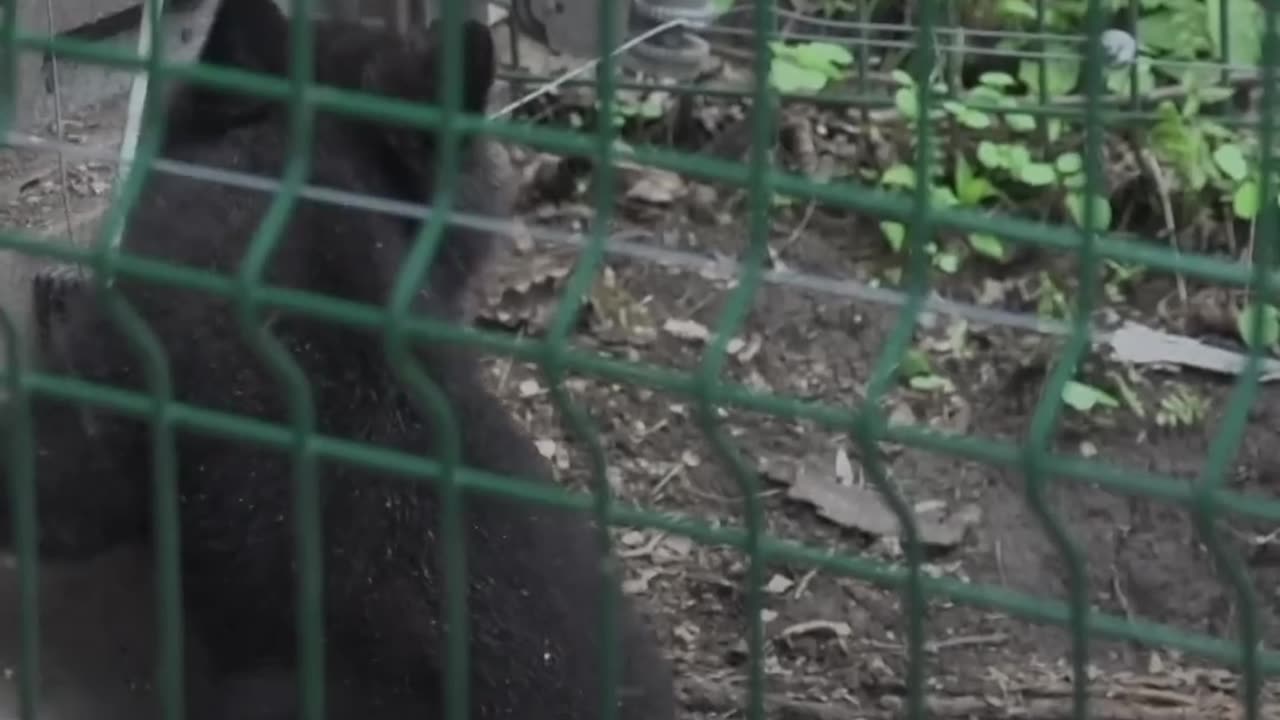 Family Has Been Rescuing Orphaned Bear Cubs For Over 30 Years | The Dodo