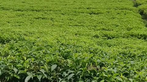 Green tea farm