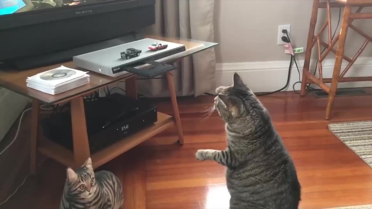 CAT FUNNY VIDEO