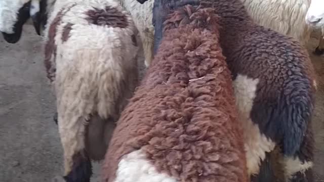 Sheep's At 3ChohanFarm