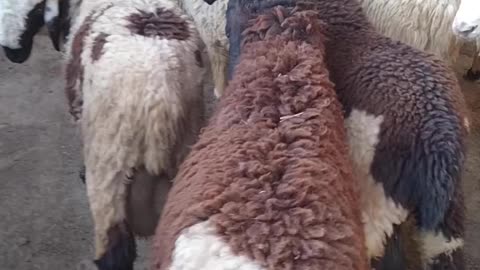 Sheep's At 3ChohanFarm