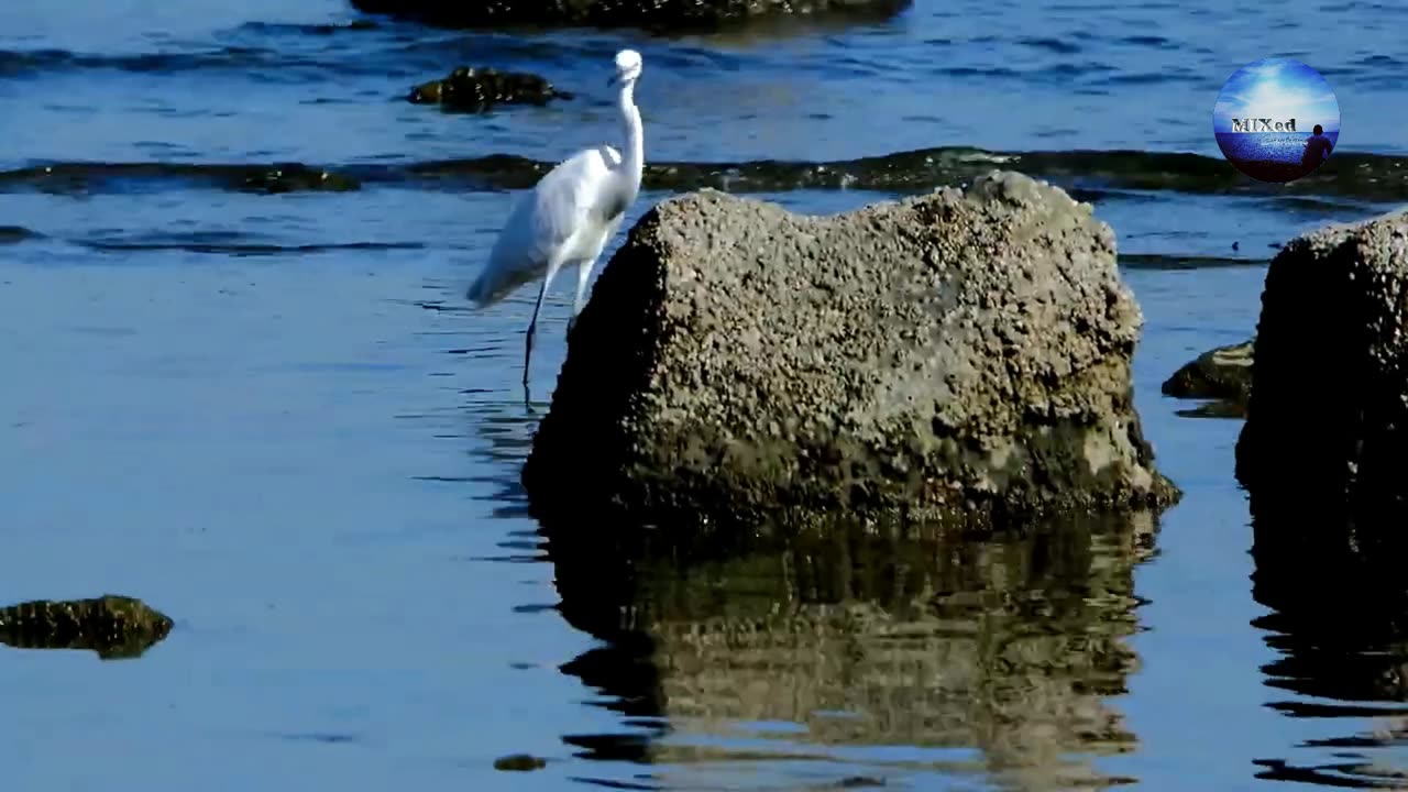 Some philippines birds