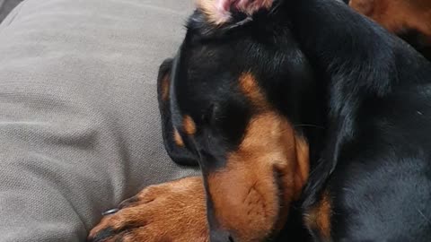 Dauchund having a head massage by a crazy Doberman