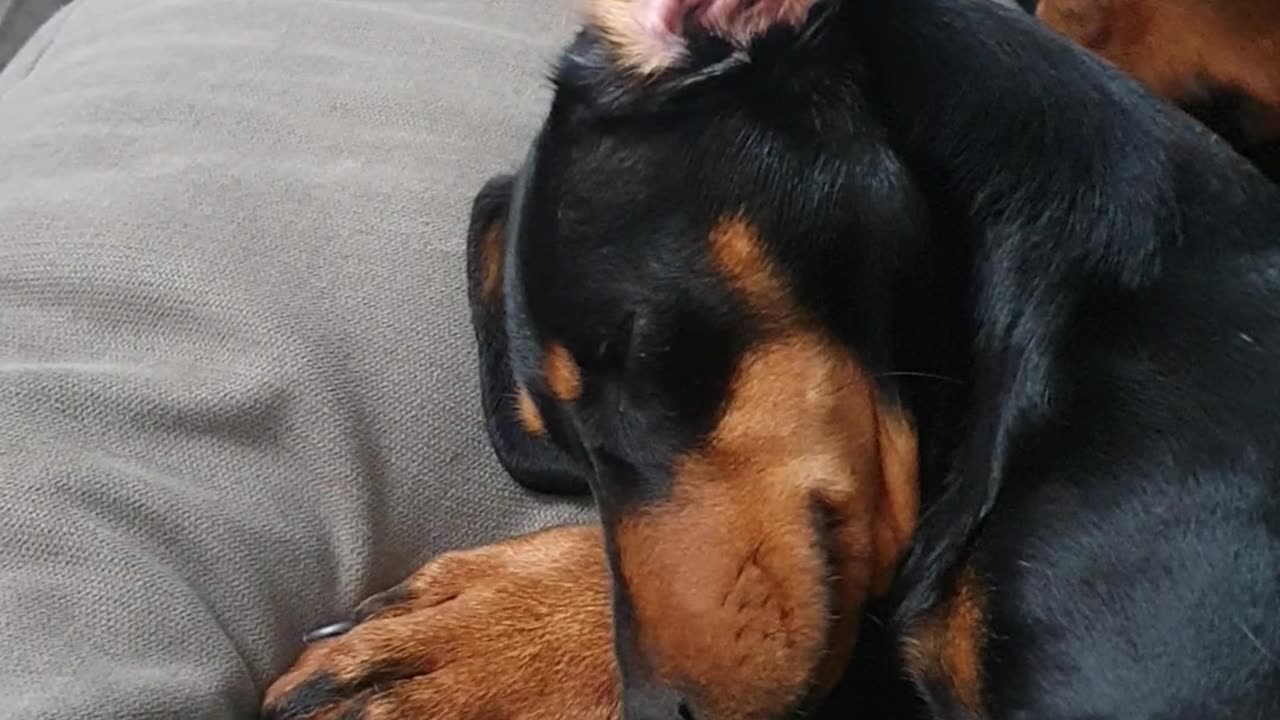 Dauchund having a head massage by a crazy Doberman