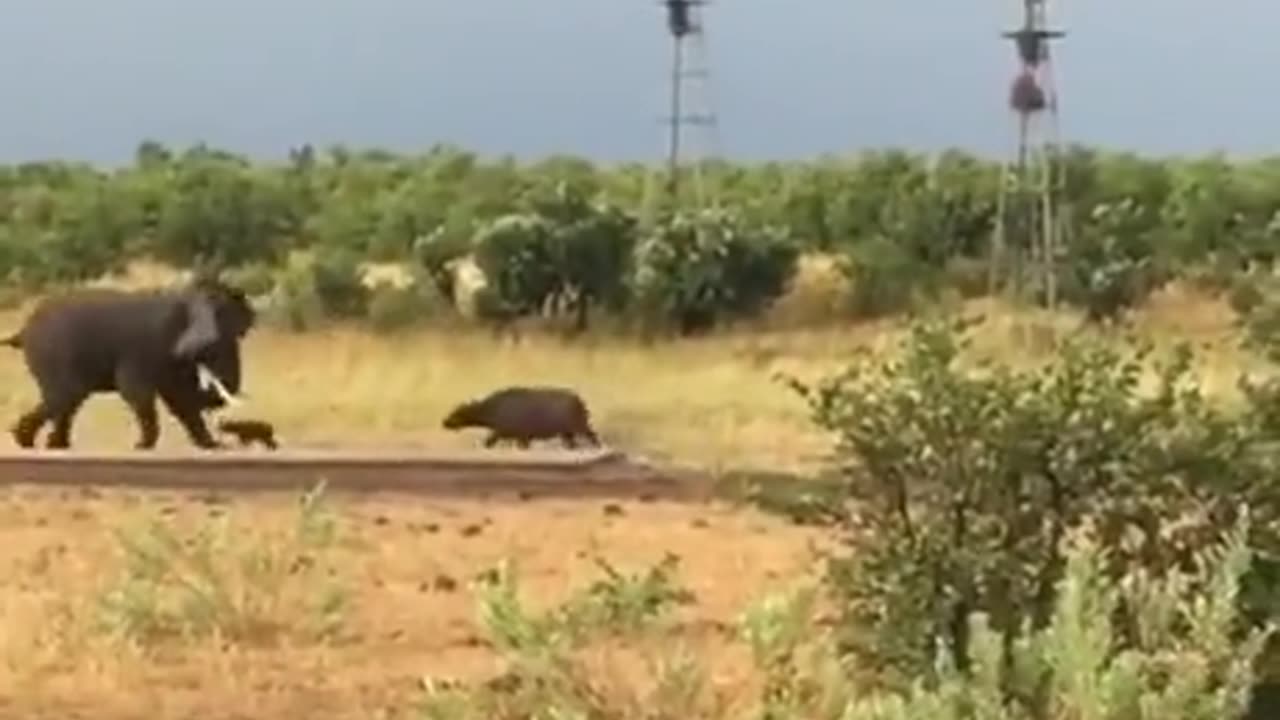 Shorts - Elephants