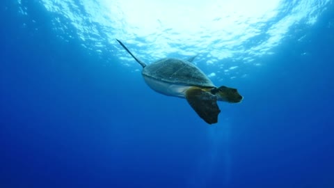 Swimming Fish Video 1 - Underwater video