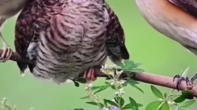 original sound - The Birds Channel