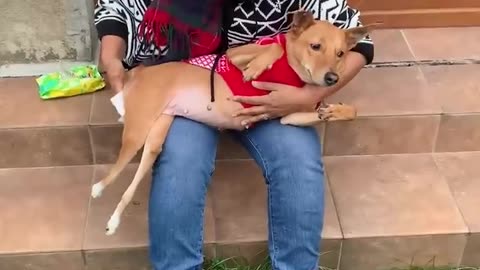 How to take care of disable dog