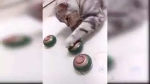 Funny cat
