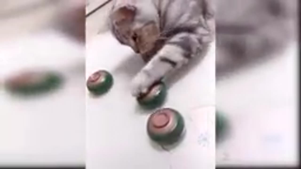 Funny cat