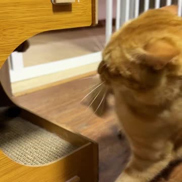 Funny animal videos|Cute animal videos |Funny dog&cat videos|Hilarious pet videos|funny video